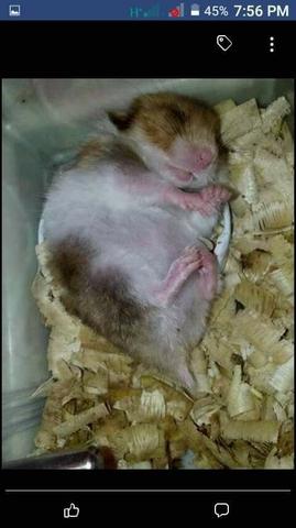 Doação de Hamster