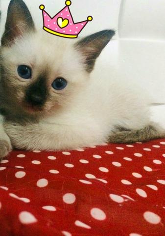 Doação de uma linda gatinha siamês