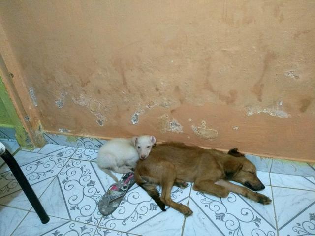 Estou doando esses dois cachorros !!