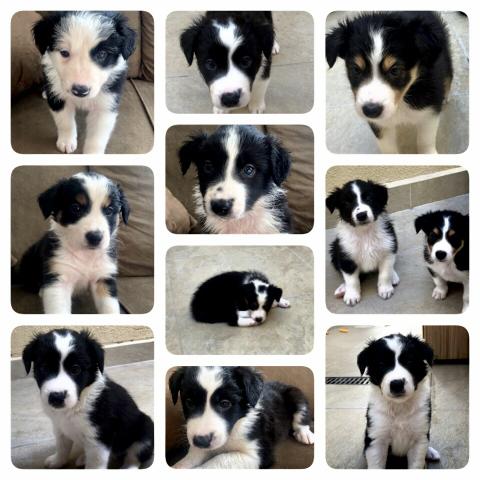 Filhote de Border Collie 45 dias