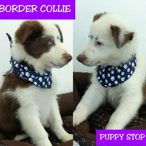 Filhote de Border Collie Macho - Microchipe - Parcelamos