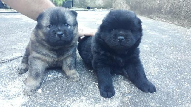 Filhote de chow chow