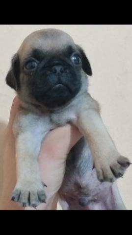 Filhote de pug macho