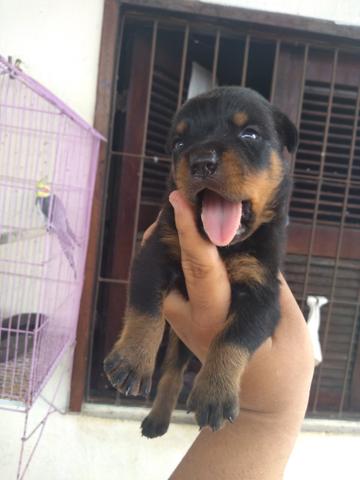 Filhote de rottweiler