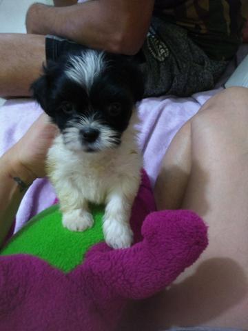 Filhote fêmea de Lhasa Apso a venda esta com 35 dias