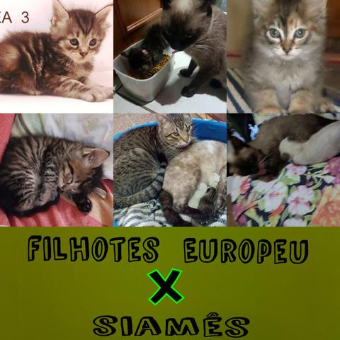 Filhotes Europeu x Siamês