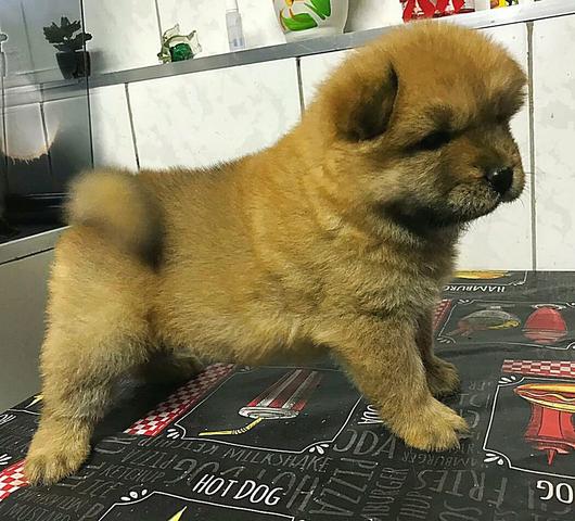 Filhotes chow chow