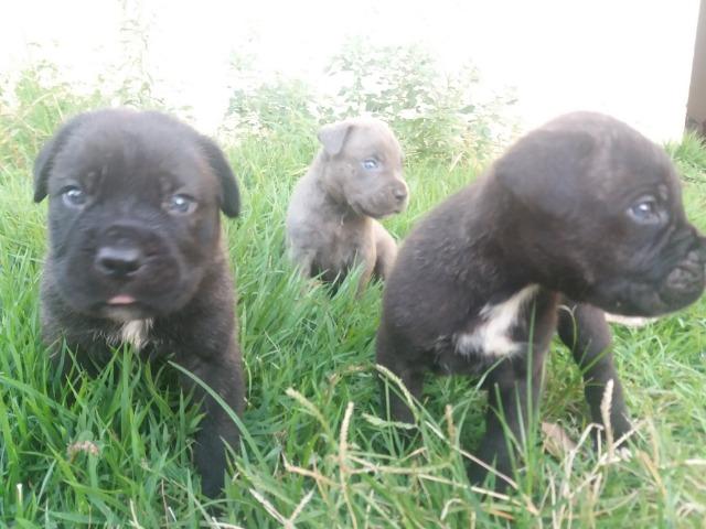 Filhotes de Cane Corso