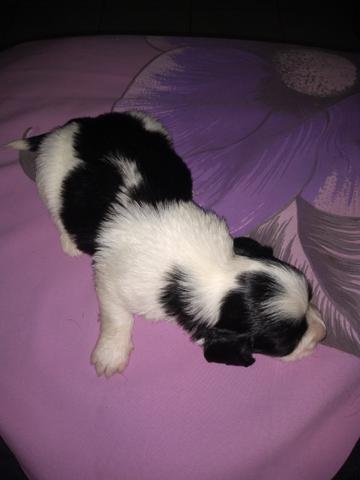 Filhotes de Lhasa apso