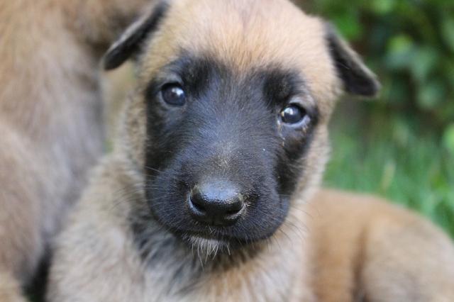 Filhotes de Pastor Belga Malinois