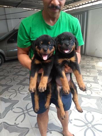 Filhotes de Rottweiler