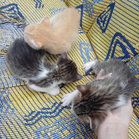 Gatinhos q estão para doação