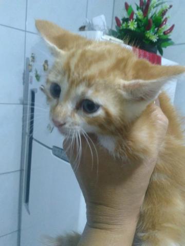 Gato