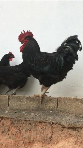 Gigante negro ovos galados (galinhas ornamrnais)