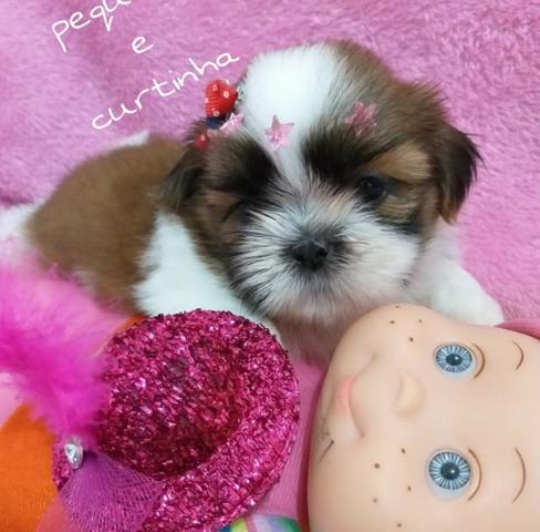 Linda Shih Tzu Micro Tricolor Ate12X