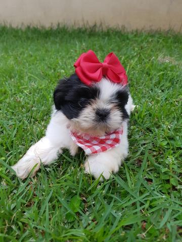 Lindas fêmeas de Shih Tzu com pedigree CBKC Promoção