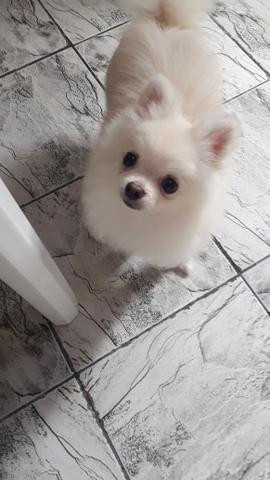 Lulu da Pomerania