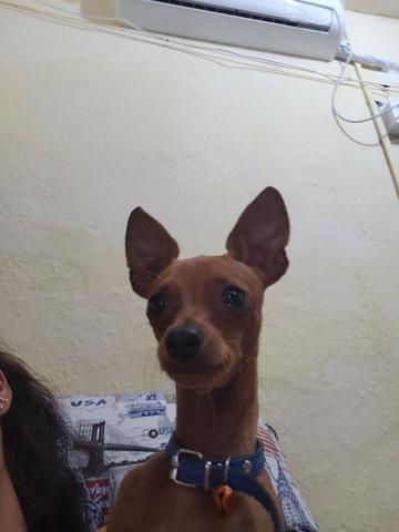Miniatura pinscher