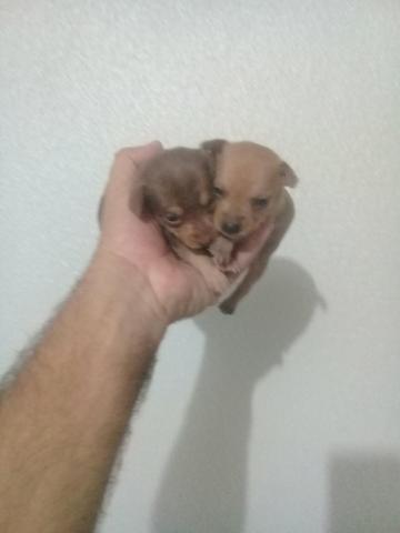 Pinscher 00 machinho