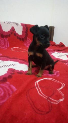 Pinscher