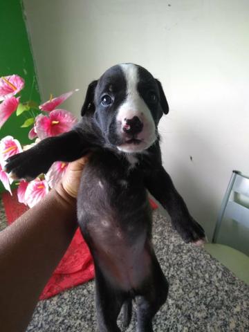 Pitbull
