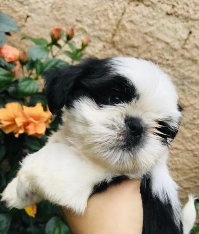 Pra levar última fêmea shih tzu 12x 87 cartão