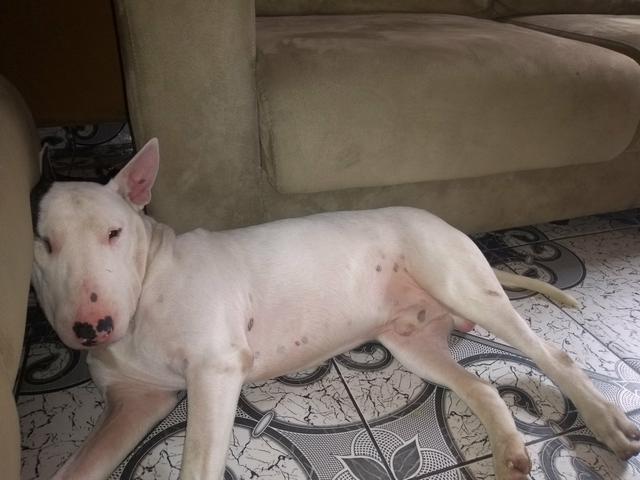 Procuro Bull terrier femia para cruza.