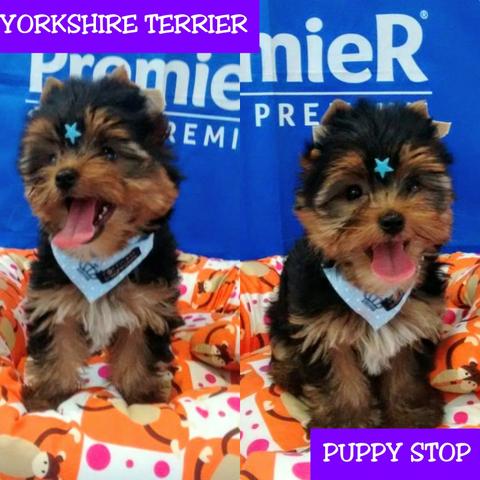 Promoção Último Filhote de Yorkshire Terrier Macho -