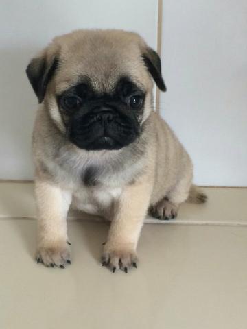 Pug