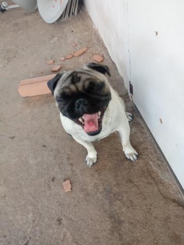 Pug macho padreador e cbkc