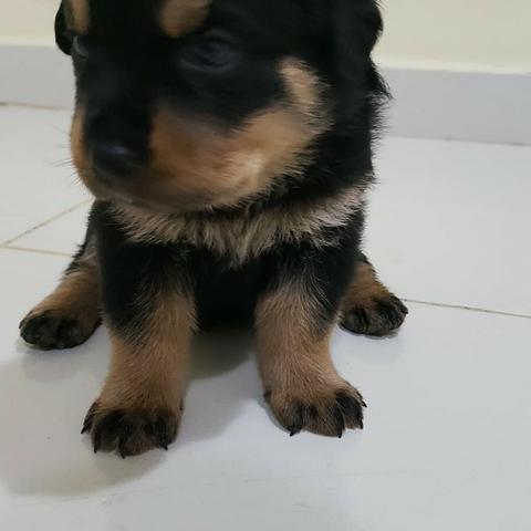 Rottweiler