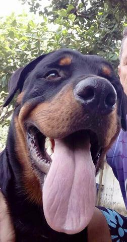 Rottweiler Padrão cabeça de touro