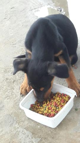 Rottweiler com pastor alemão