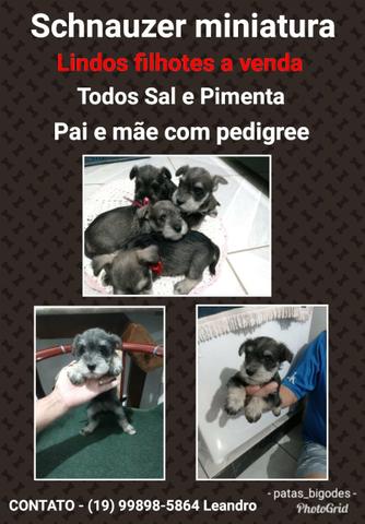 Schnauzer Sal e Pimenta