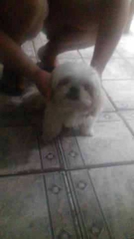 Shih tuz
