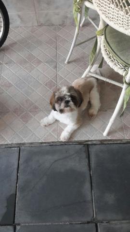 Shih tzu