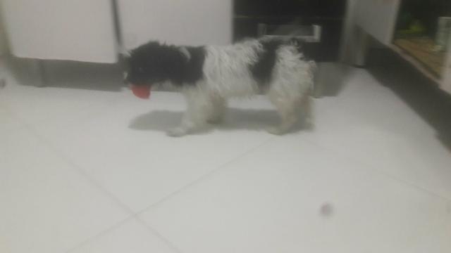 Shitzu com poodle