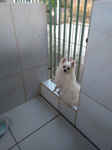 Spitz Alemão para companhia 10 meses de idade