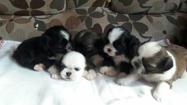 Vende lindos finhotinnhos ahih tzu