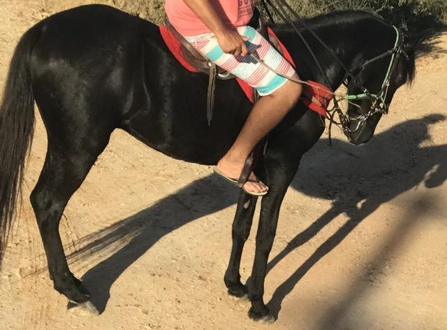 Vendo Cavalo Mangalarga