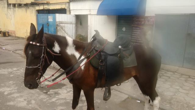 Vendo cavalo barato