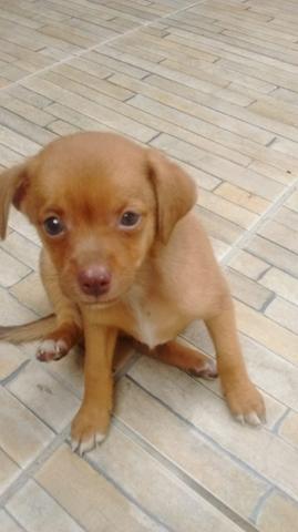 Vendo pinscher macho