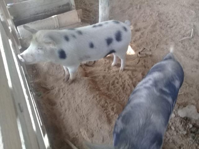 Vendo um cachaco e uma porca e posivel que teje preia ja