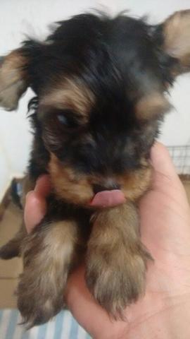 Yorkshire Terrier