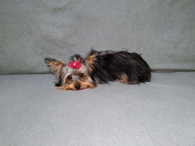 Yorkshire terrier Fêmea Micro parcelo 12x