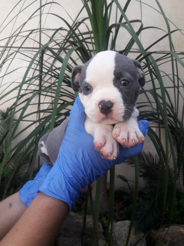 American bully