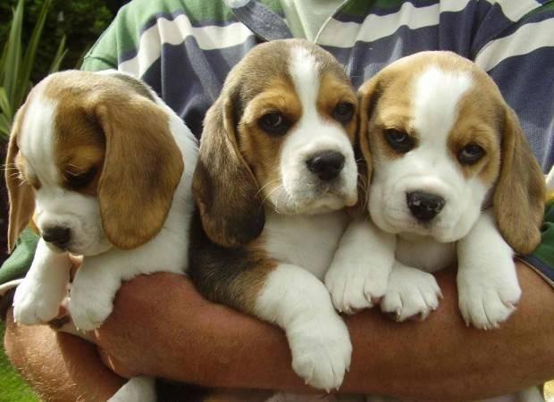 Beagle tricolores macho e fêmea c pedigree