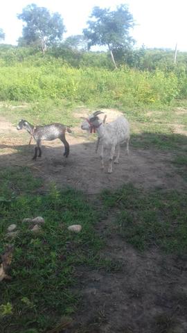 Cabras