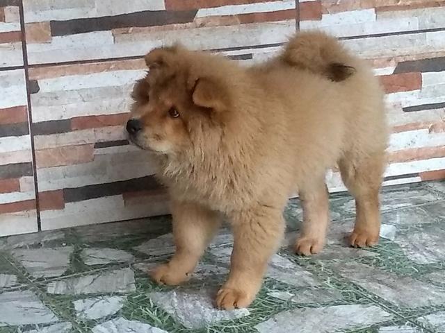 Chow Chow