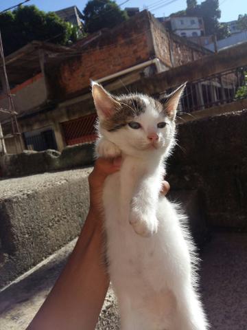 Doações de gatinhos